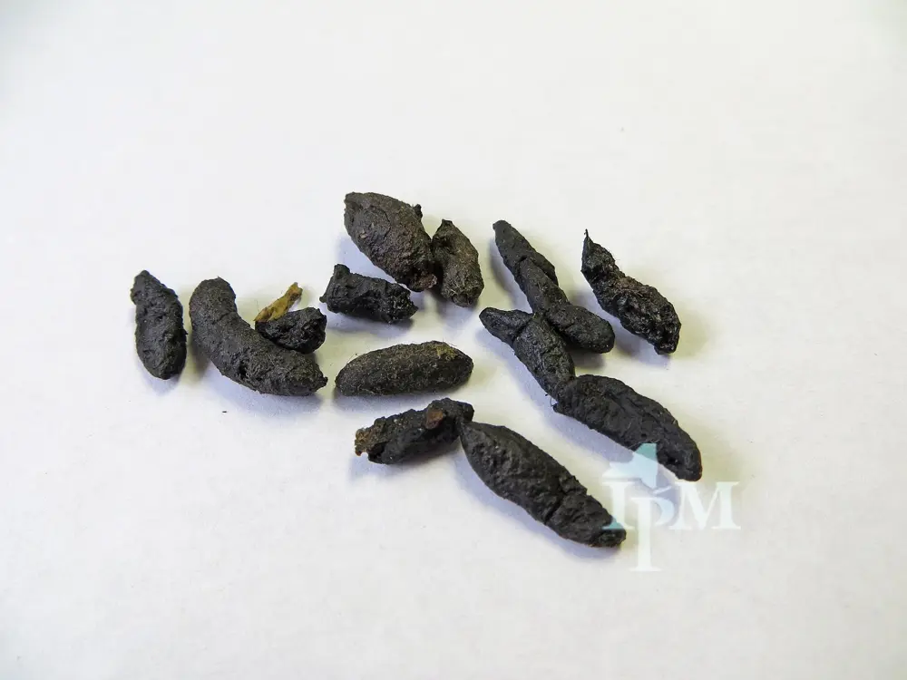 Norway rat droppings next to a ruler for size