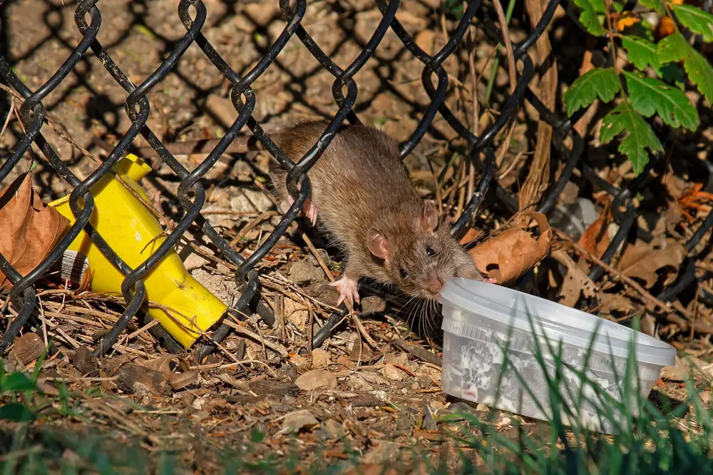 A Norway rat, the brown rat Pittsburgh homeowners find in alleys and basements